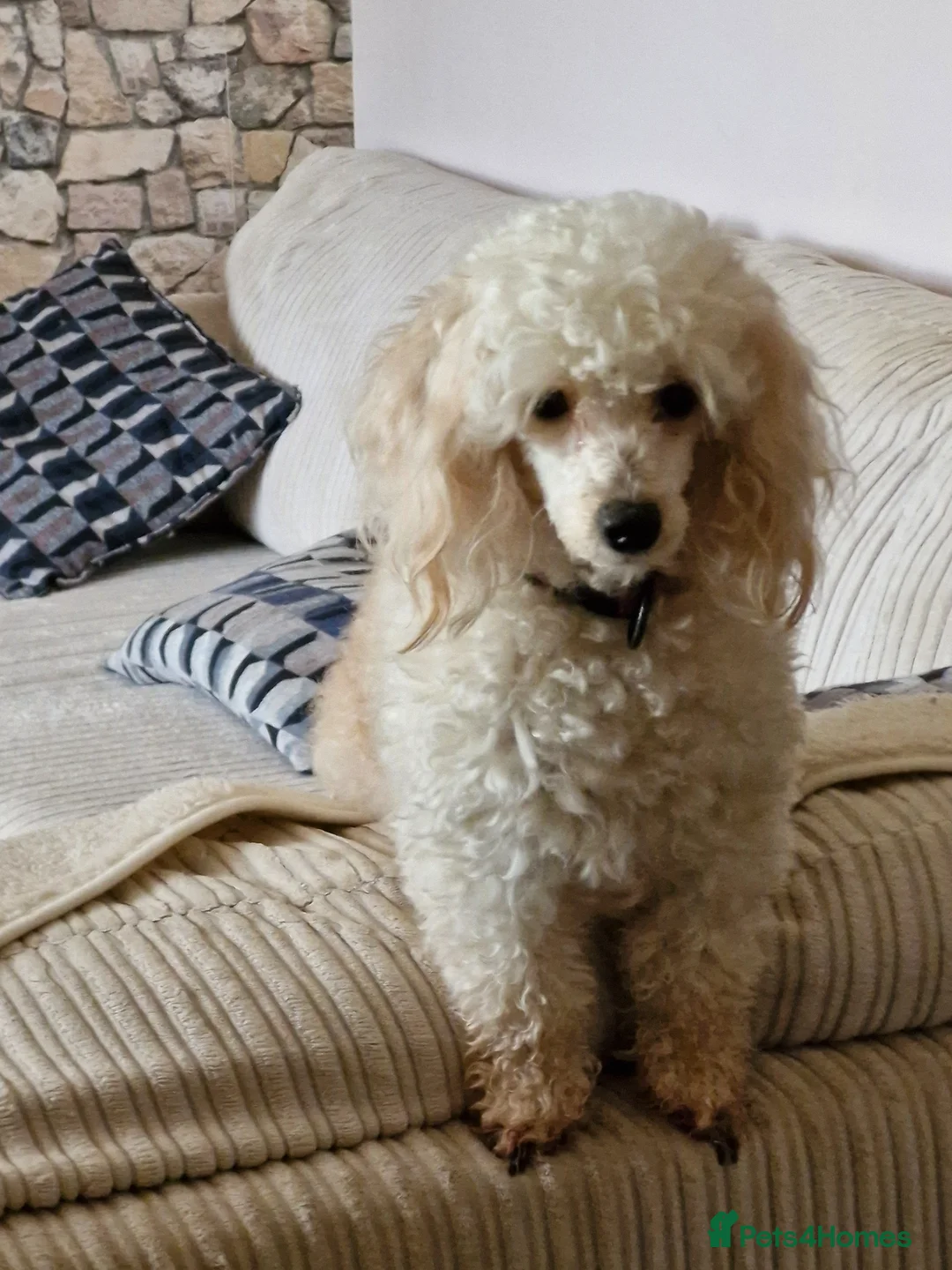 Toy Poodle dogs for sale: Toy Poodle Puppies in Tain - Advert 1