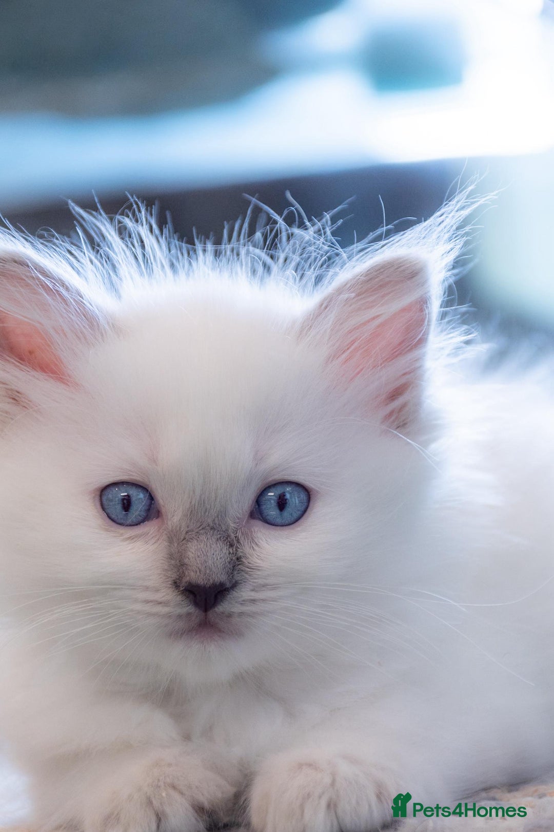 Ragdoll cats for sale: Ready Now GCCF Ragdoll Kittens Irresistibly Cuddly - Image 19