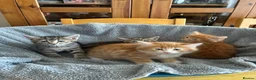 Mixed Breed cats for sale: 4 beautiful kittens ready now  - Advert 8