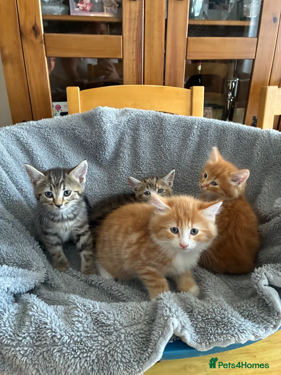 Mixed Breed cats for sale: 4 beautiful kittens ready now  - Advert 8