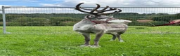 Mixed Breed livestock for sale: Reindeer for sale  - Advert 3