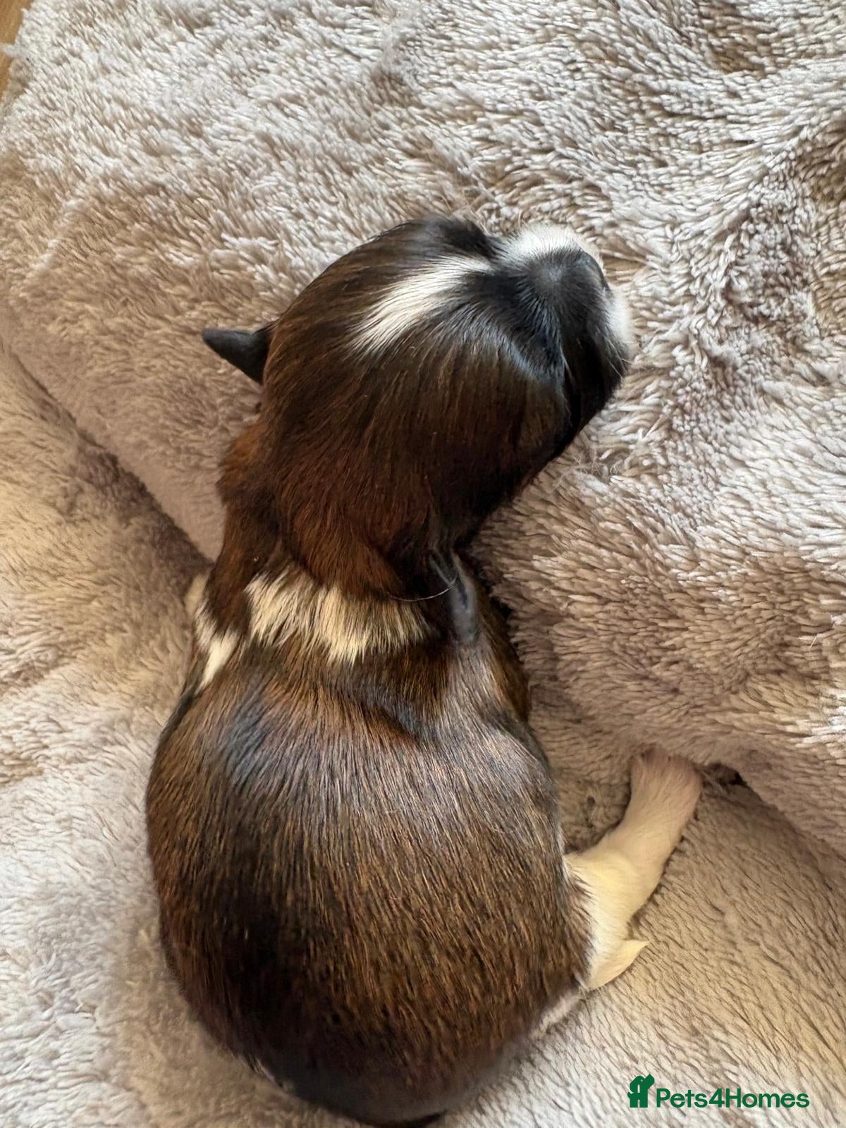Shih Tzu dogs for sale: Shih Tzu Puppies From Small Imperial-Type Mum - Advert 27