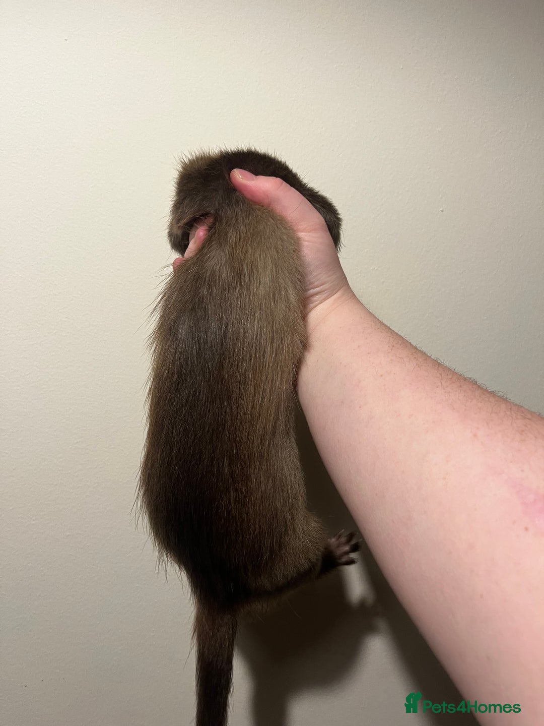 Ferret rodents for sale: Full angora Jill  - Image 2