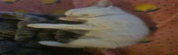 Mixed Breed cats for sale: Bunch of happy kittens in Shildon - Advert 2