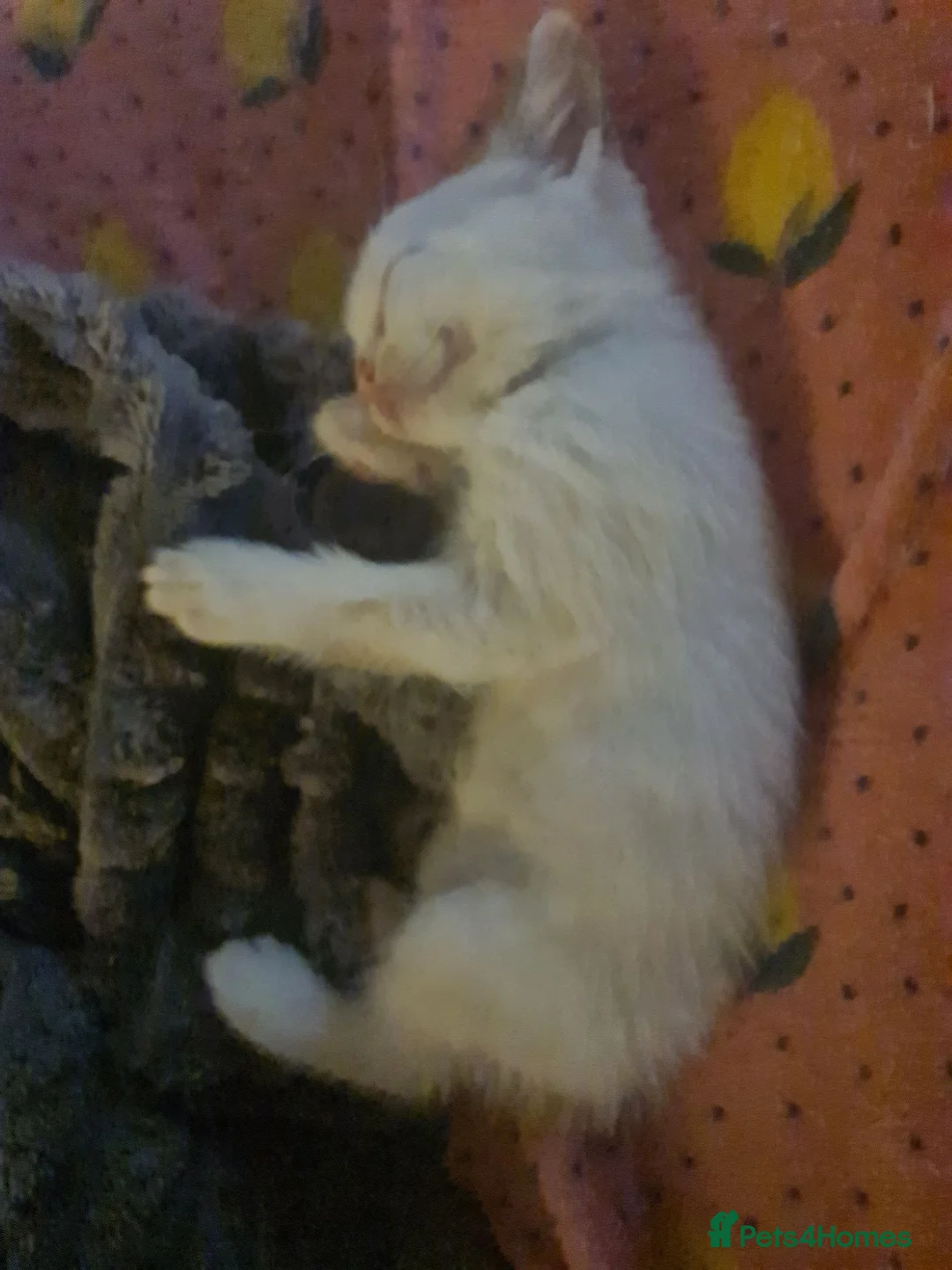 Mixed Breed cats for sale: Bunch of happy kittens in Shildon - Advert 2