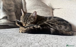 Bengal cats for sale: Bengal cross grey kitten (boy) for sale  - Image 6