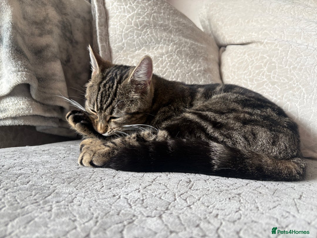 Bengal cats for sale: Bengal cross grey kitten (boy) for sale  - Image 6