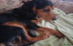 Mixed Breed dogs for sale: This is Snowy in kings lynn  in King's Lynn - Image 4