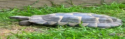 Tortoise reptiles for sale: Herman tortoise - Advert 2