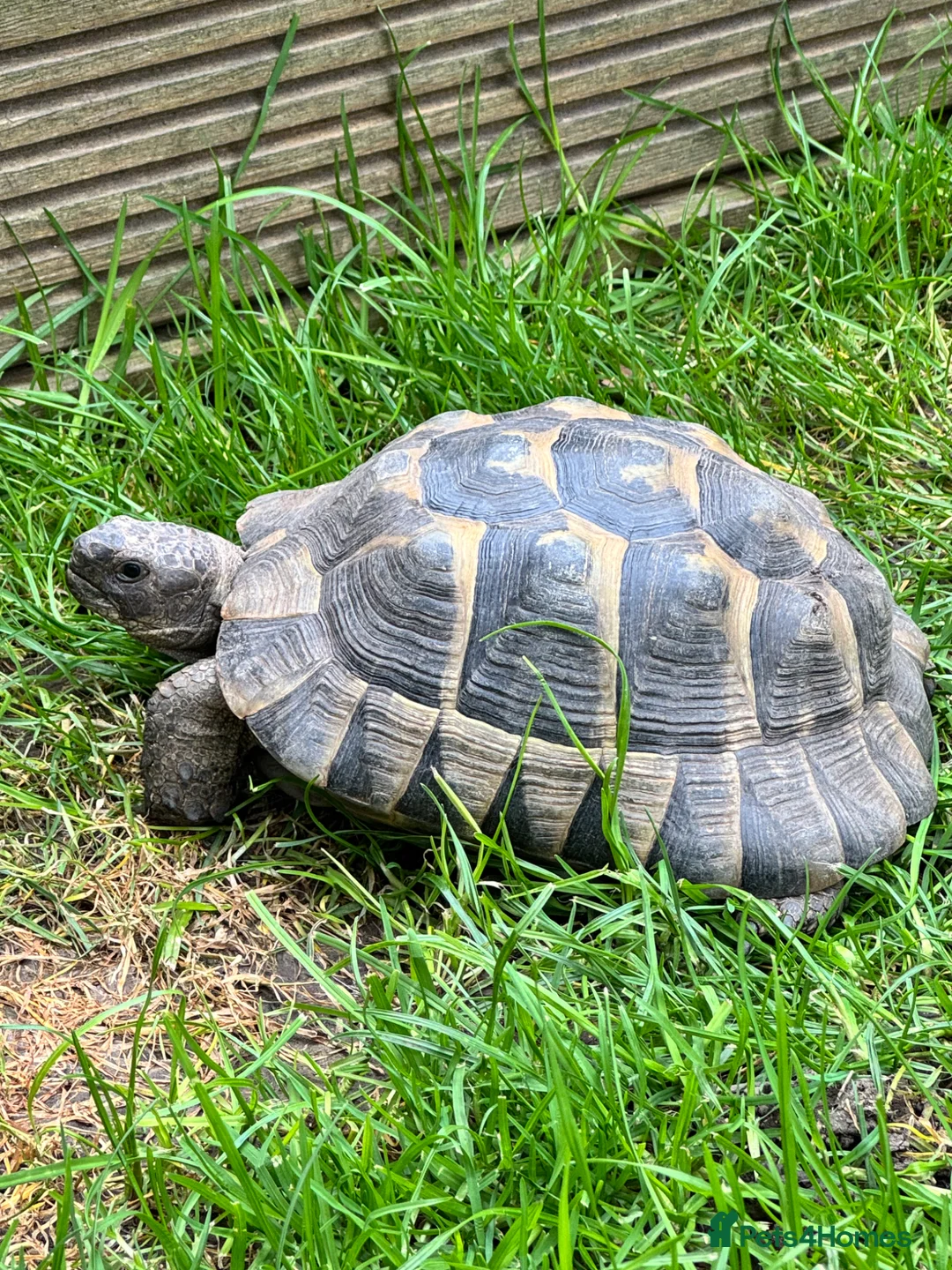 Tortoise reptiles for sale: Herman tortoise - Advert 2