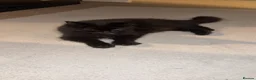 Norwegian Forest Cat cats for sale: Quarter Norwegian kittens  - Advert 1
