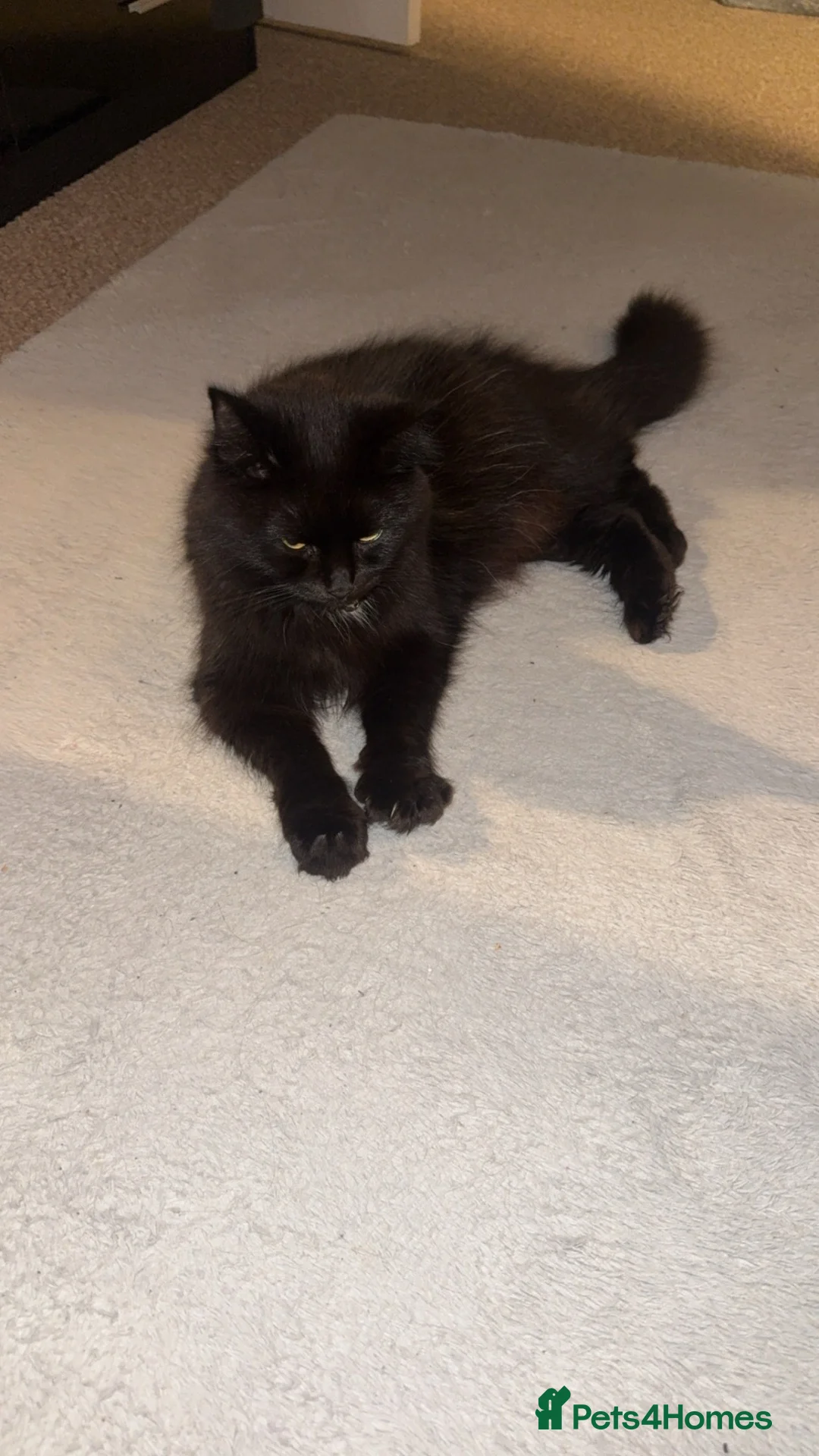 Norwegian Forest Cat cats for sale: Quarter Norwegian kittens  - Advert 1