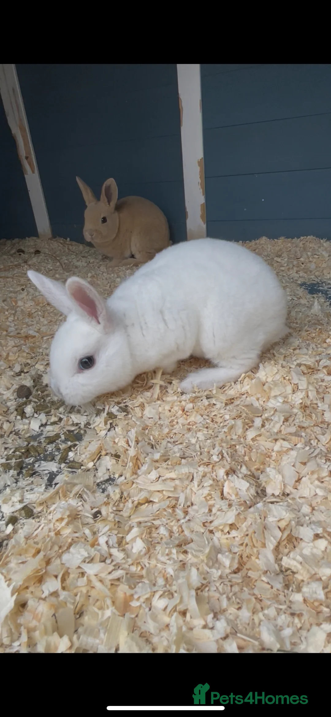 Rex rabbits for sale: 💖Pure bred mini Rex litter 💖 - Advert 7