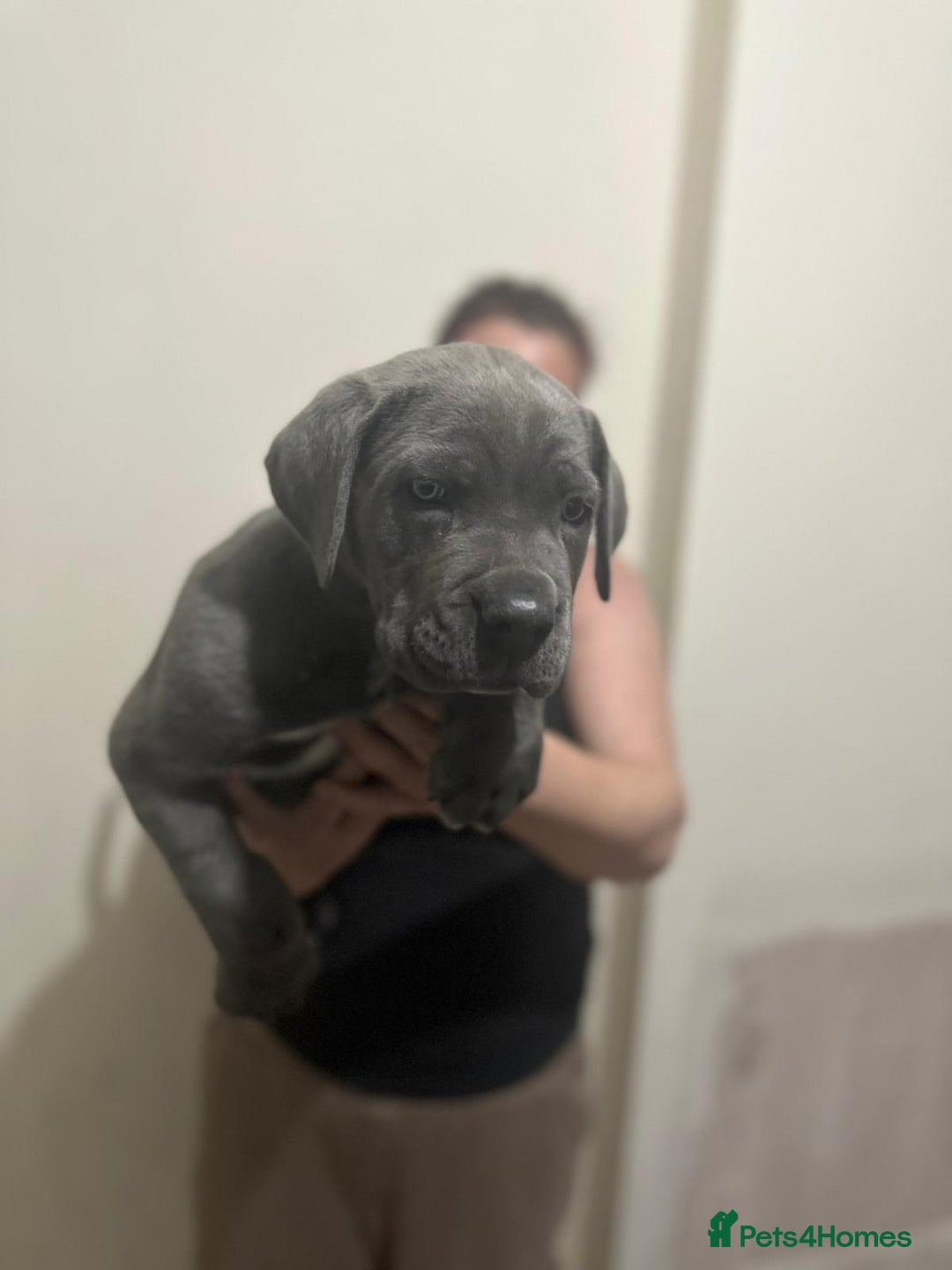 Cane Corso dogs for sale: Male cane corso - Image 5