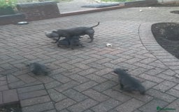 Staffordshire Bull Terrier dogs for sale: Blue Staffordshire puppies - Image 14