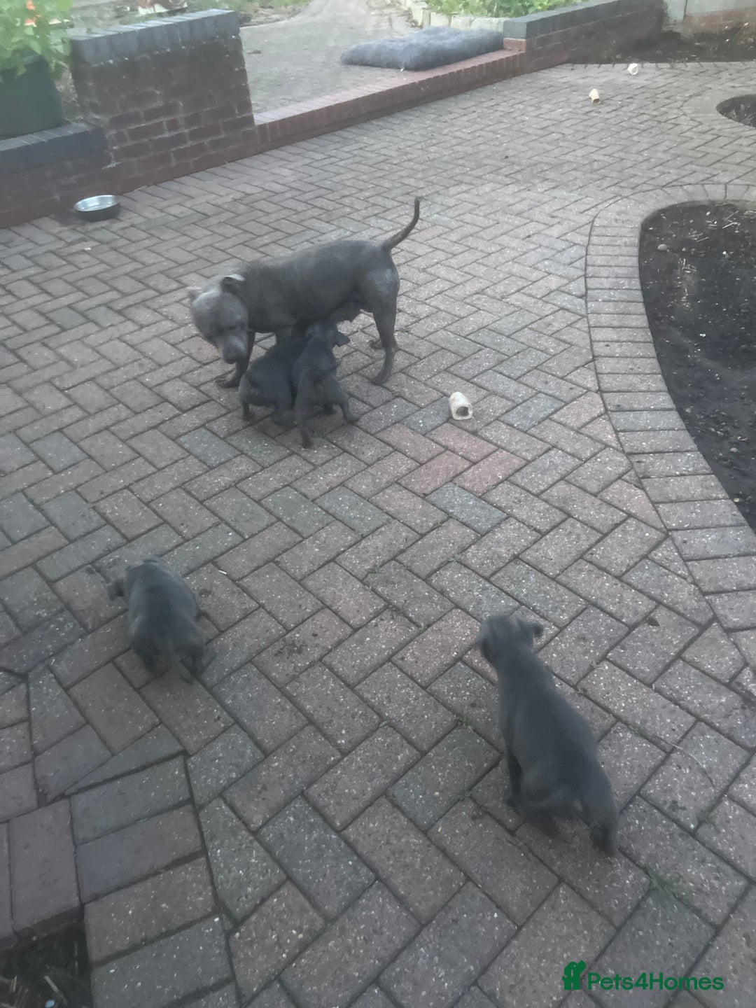 Staffordshire Bull Terrier dogs for sale: Blue Staffordshire puppies - Image 14