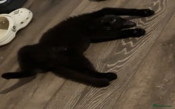 Mixed Breed cats for sale: 1x Black&white female, 1x full black male  - Image 4
