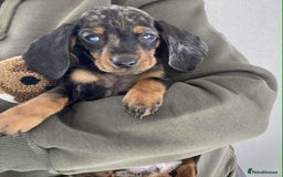 Dachshund dogs for sale: Dachshund puppy’s  - Image 1