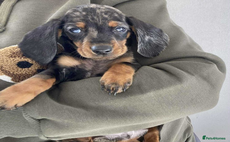 Dachshund dogs - Advert 11