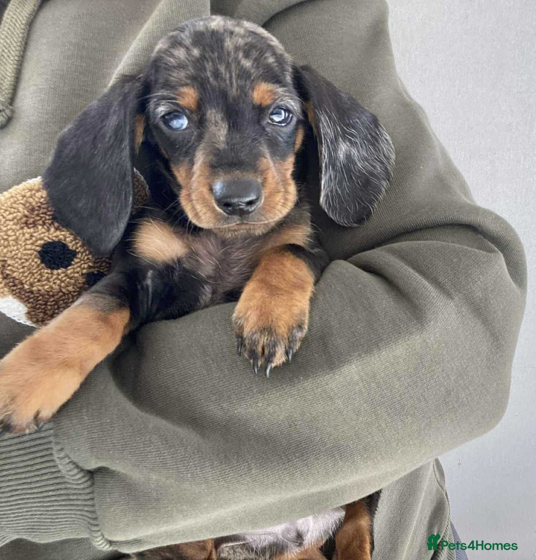 Dachshund dogs for sale: Dachshund puppy’s  - Image 1