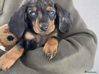 Dachshund dogs - Advert 35