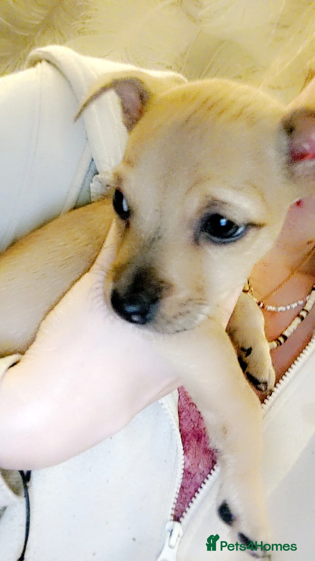 Mixed Breed dogs for sale: Puppies - Advert 2