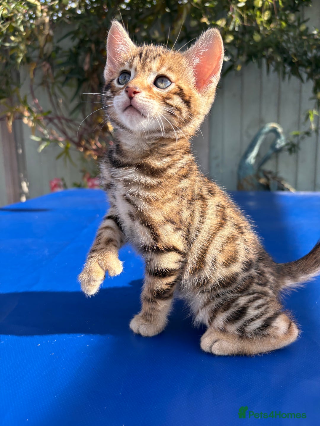 Keetso cats for sale: Stunning golden keetsos  - Image 21