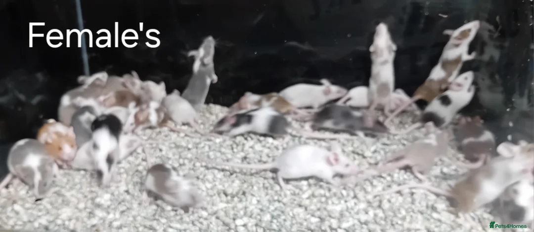 Mouse rodents for sale: Baby Fancy Pet mice , Males and Females - Advert 10