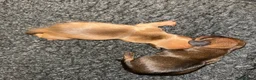 Miniature Dachshund dogs for sale: KC champion bloodline PRA clear minature dachshund - Advert 14