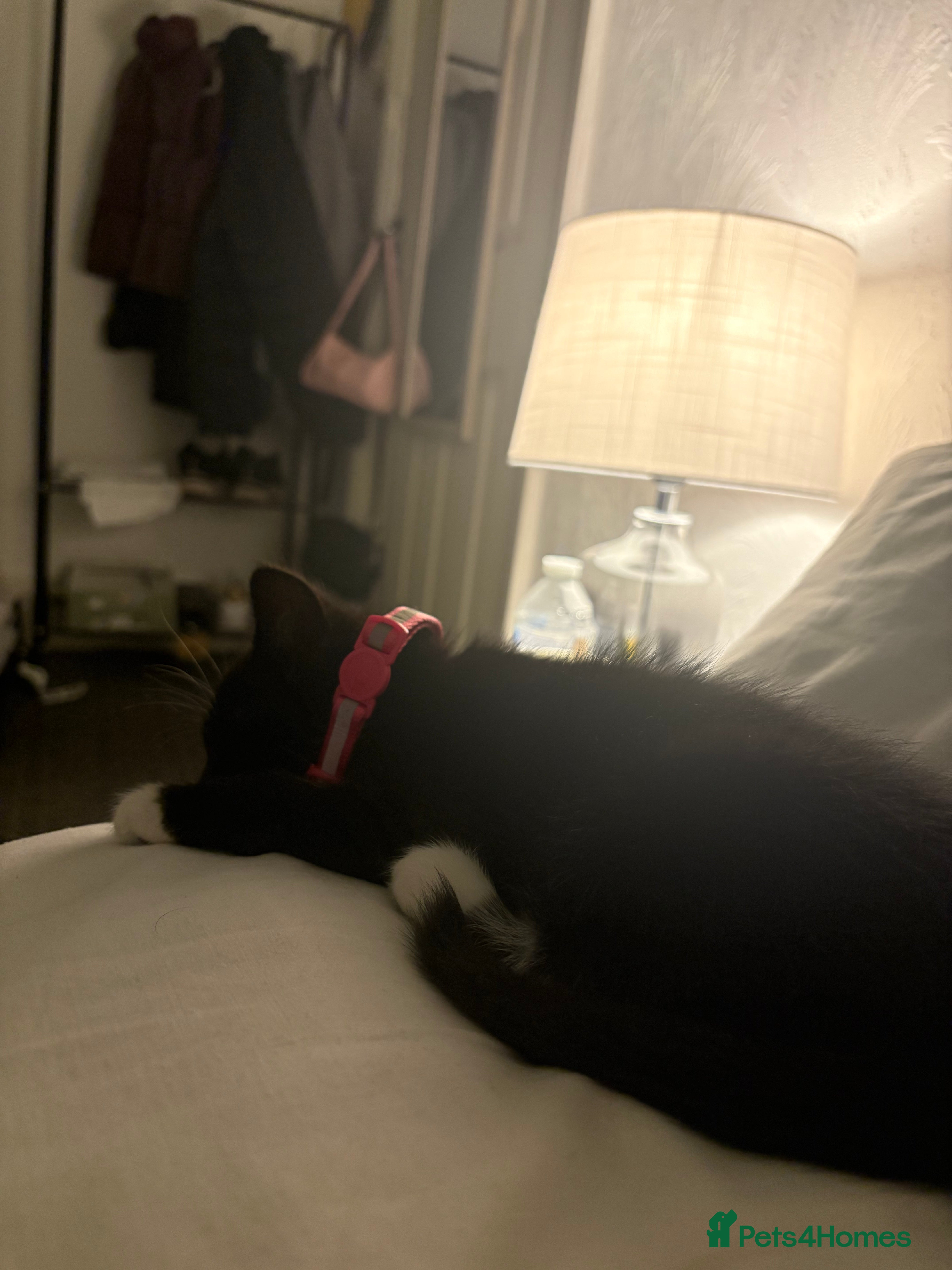 Mixed Breed cats Mixed breed kitten for sale ☺️ - Advert 2