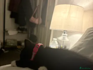 Mixed Breed cats Mixed breed kitten for sale ☺️ - Advert 2