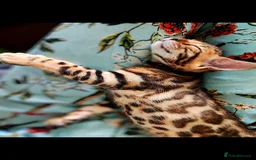 Bengal cats for sale: TICA Bengal Kittens for Sale – Stunning & Sweet! in Durham - Image 11