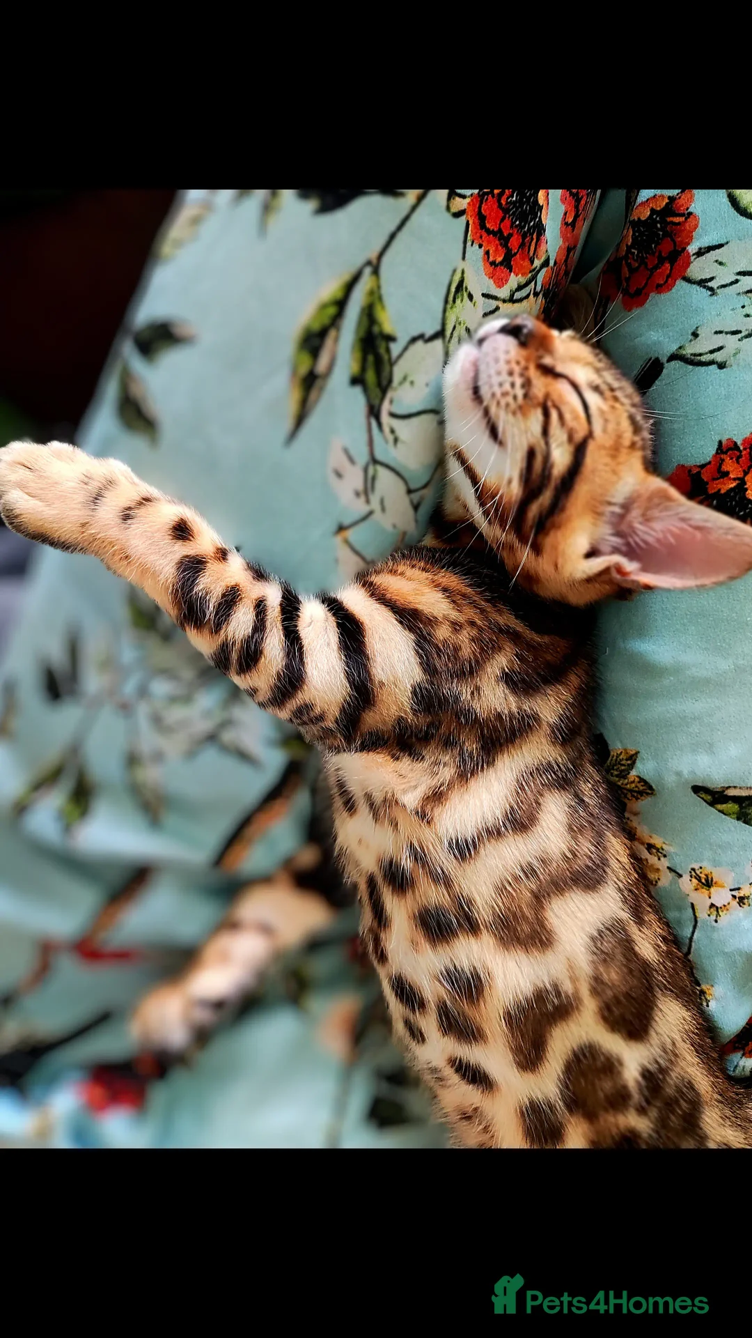 Bengal cats for sale: TICA Bengal Kittens for Sale – Stunning & Sweet! in Durham - Image 11