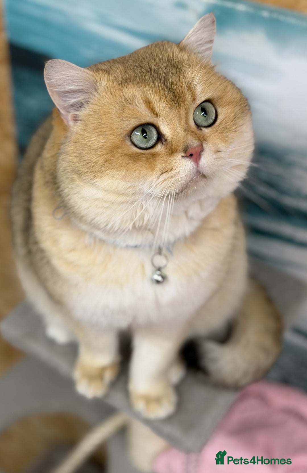 British Shorthair cats for sale: British shh golden, silver  GCCF kittens  - Advert 23