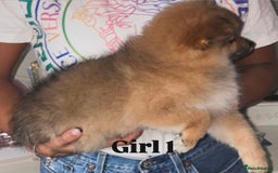Pomeranian dogs for sale: Beautiful 9-week-old Pomeranian puppies  - Image 8