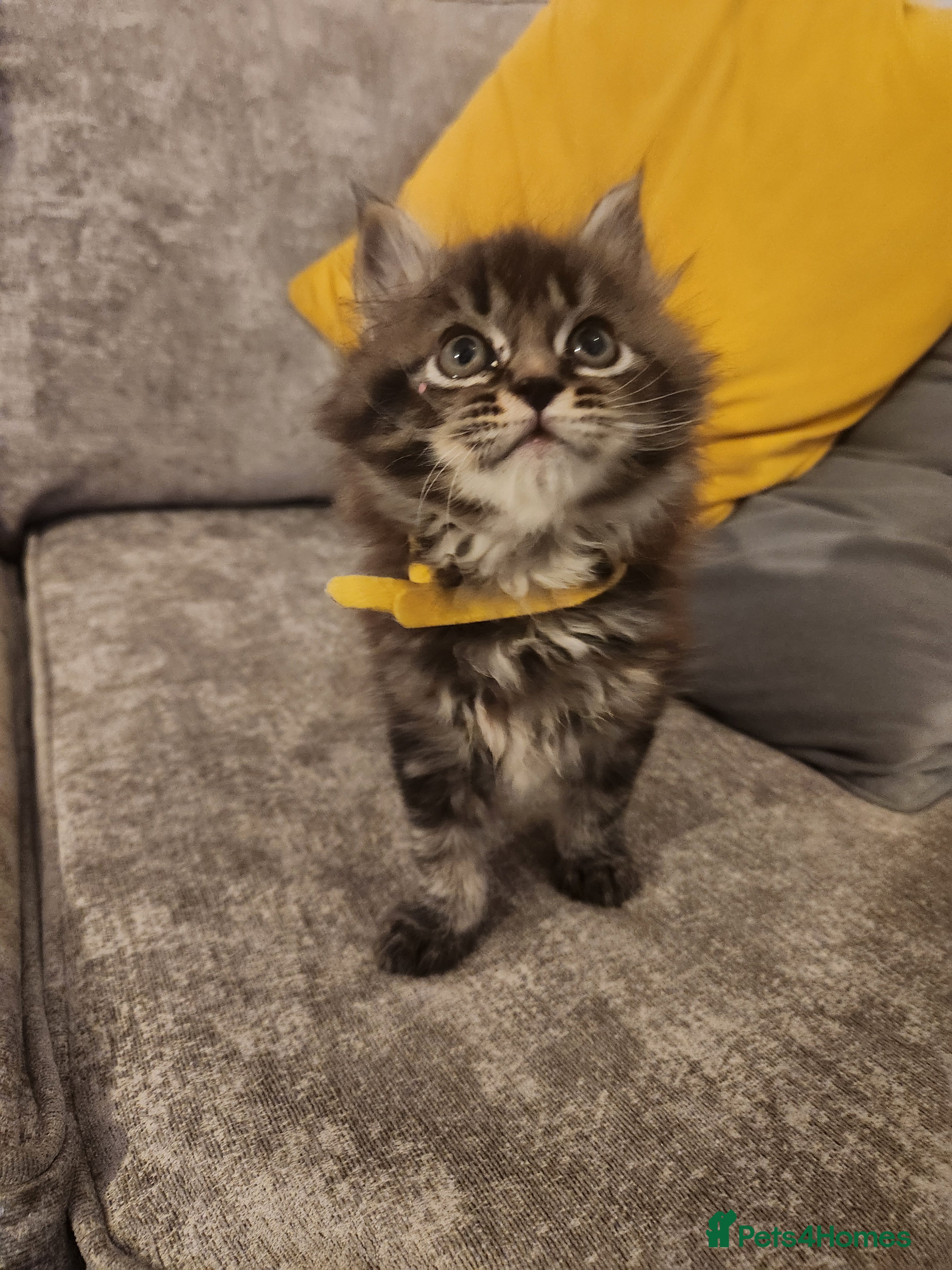 Maine Coon cats Pure Maine coon kittens ready now  - Advert 10