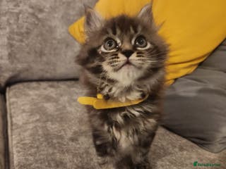 Maine Coon cats Pure Maine coon kittens ready now - Advert 10