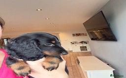 Miniature Dachshund dogs for sale: Pedigree Miniature Dachshund - Image 5