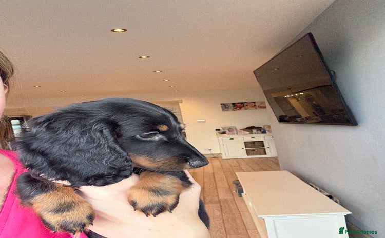 Miniature Dachshund dogs - Advert 1