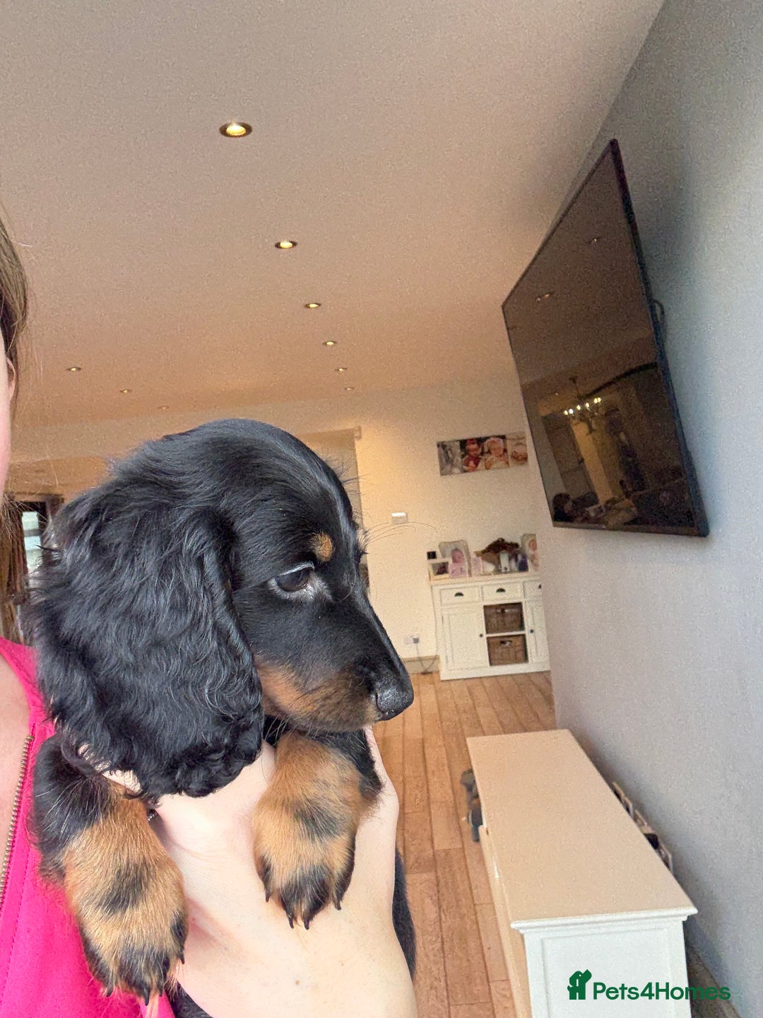 Miniature Dachshund dogs for sale: Pedigree Miniature Dachshund - Image 5