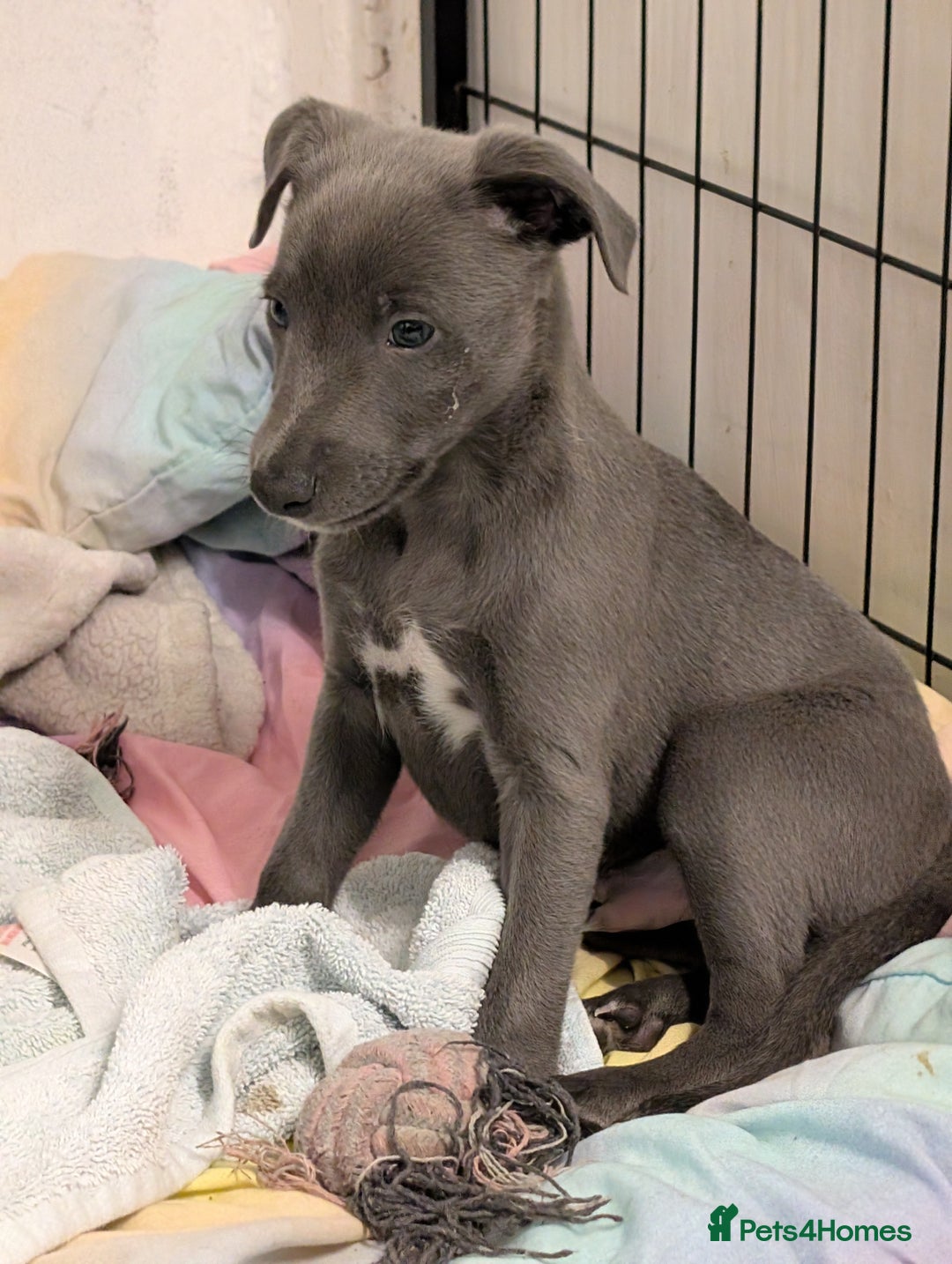 Whippet dogs for sale: 🥰Beautiful blue and white whippet puppies 🥰 - Image 14