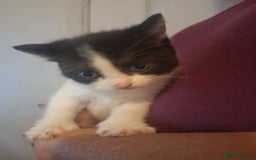 Mixed Breed cats for sale: 1 kitten left. READY NOW - Image 18