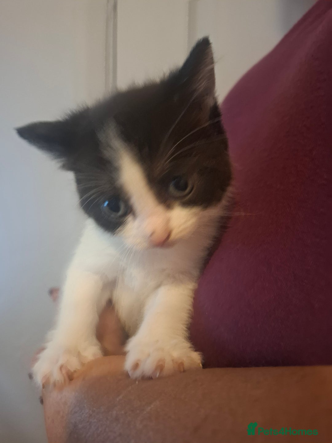 Mixed Breed cats for sale: 1 kitten left. READY NOW - Image 18