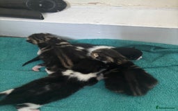 Mixed Breed cats for sale: 3 beautiful kittens available! - Image 1