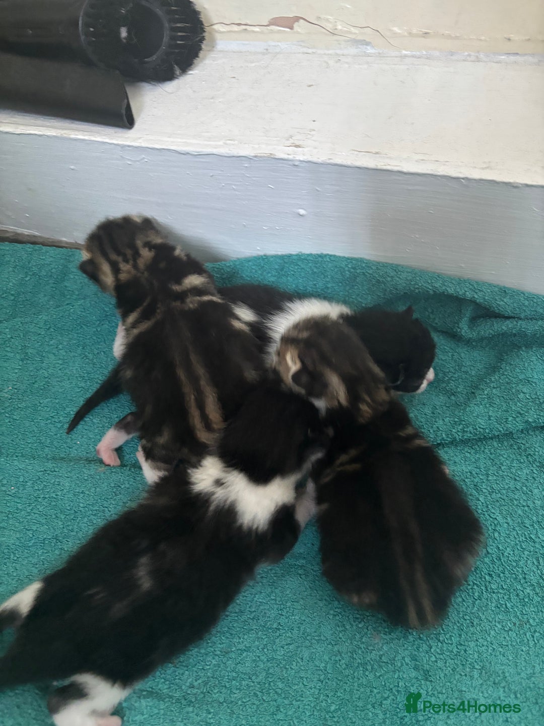 Mixed Breed cats for sale: 3 beautiful kittens available! - Image 1