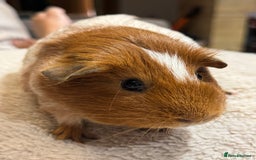 Guinea Pig rodents for sale: 2 bonded girls Free to a good home  - Image 2