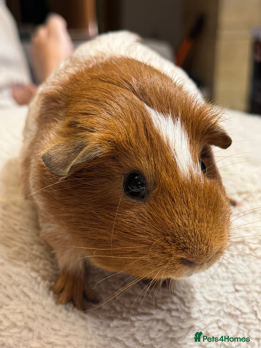 Guinea Pig rodents for sale: 2 bonded girls Free to a good home  - Image 2