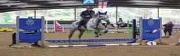English Thoroughbred horses for sale: Mouse 9yo,16.2hh Dapple Grey Thoroughbred Gelding  - Advert 7