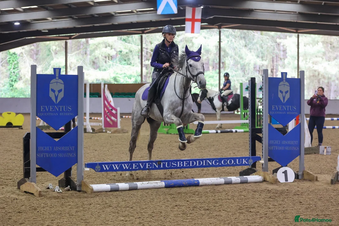 English Thoroughbred horses for sale: Mouse 9yo,16.2hh Dapple Grey Thoroughbred Gelding  - Advert 7