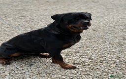Rottweiler dogs for sale: Adult Girl 4 Years Old  - Advert 6